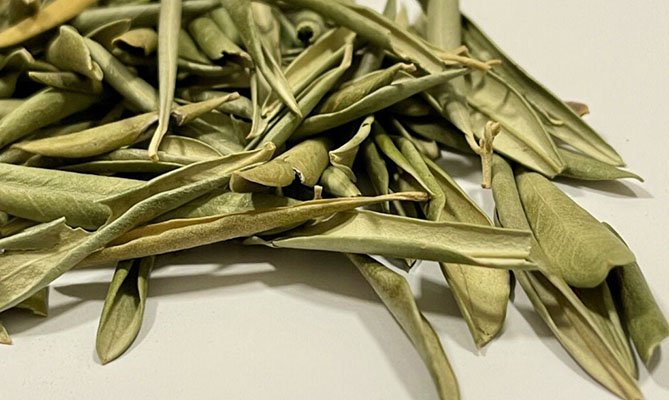 OLIVO, HOJAS DE OLIVO Y ACEITE DE OLIVA